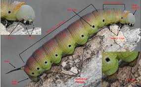 Attēlu rezultāti vaicājumam “Sphinx pinastri larva”