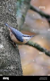 Attēlu rezultāti vaicājumam “Somateria mollissima juvenile”