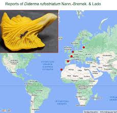 Attēlu rezultāti vaicājumam “Diderma rufostriatum”