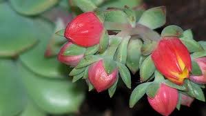 Attēlu rezultāti vaicājumam “Crassulaceae”