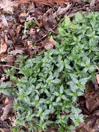 Attēlu rezultāti vaicājumam “Batrachium circinatum flower”