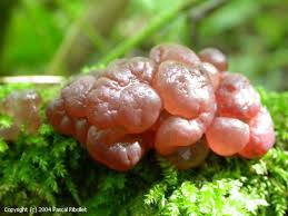 Attēlu rezultāti vaicājumam “Ascotremella faginea”