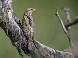 Attēlu rezultāti vaicājumam “Jynx torquilla adult”