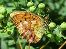 Attēlu rezultāti vaicājumam “Brenthis daphne”