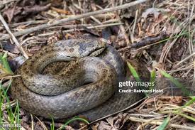 Attēlu rezultāti vaicājumam “Coronella austriaca adult”