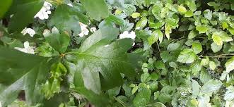 Attēlu rezultāti vaicājumam “Crataegus laevigata leaf”