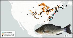 Image result for Morone americana