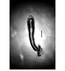 Image result for Mustelus asterias