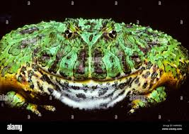 Image result for Ceratophrys ornata