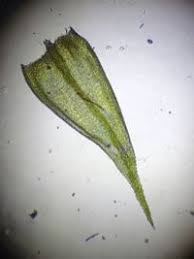 Attēlu rezultāti vaicājumam “Sciuro-hypnum reflexum sporophyte”