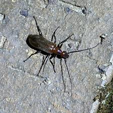 Attēlu rezultāti vaicājumam “Meloidae”