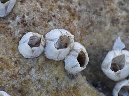 Attēlu rezultāti vaicājumam “Balanus improvisus”