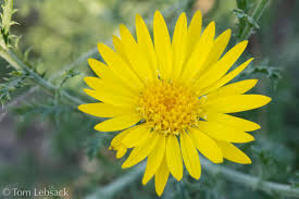 Attēlu rezultāti vaicājumam “Didymium xanthopus stalked”