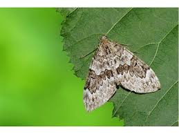 Attēlu rezultāti vaicājumam “Thera variata”