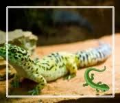 Image result for gravidity leopard gecko