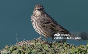 Image result for Anthus petrosus