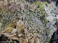 Attēlu rezultāti vaicājumam “Sebacina incrustans”