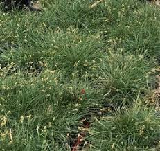 Attēlu rezultāti vaicājumam “Carex chordorhiza”