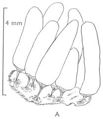 Attēlu rezultāti vaicājumam “Stemonitis foliicola stalked”