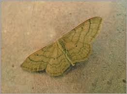 Attēlu rezultāti vaicājumam “Idaea straminata”