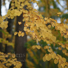 Attēlu rezultāti vaicājumam “Cercidiphyllum japonicum flower”