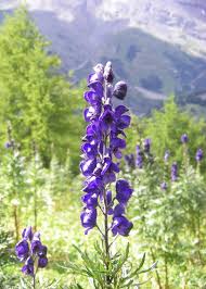 Attēlu rezultāti vaicājumam “Aconitum napellus flower”