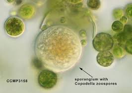 Attēlu rezultāti vaicājumam “Seligeria donniana sporophyte”