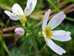 Attēlu rezultāti vaicājumam “Hottonia palustris flower”