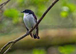 Attēlu rezultāti vaicājumam “Ficedula hypoleuca juvenile”