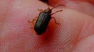 Attēlu rezultāti vaicājumam “Galerucella nymphaeae”