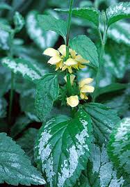 Attēlu rezultāti vaicājumam “Lamiastrum galeobdolon bud”