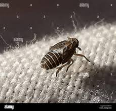 Attēlu rezultāti vaicājumam “Delphacidae”