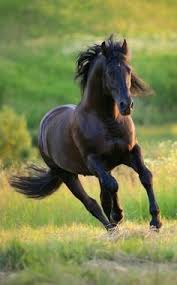 Image result for horse girl gun