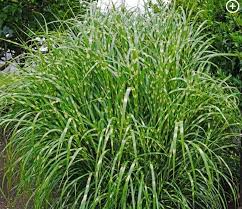 Image result for Miscanthus sinensis Zebrina