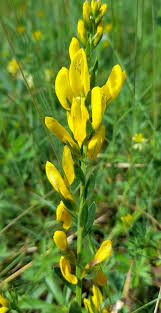 Image result for Genista tinctoria