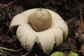 Attēlu rezultāti vaicājumam “Geastrum fimbriatum”