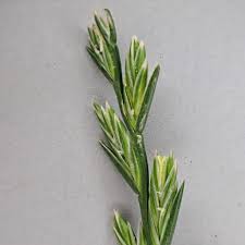 Attēlu rezultāti vaicājumam “Lolium perenne”