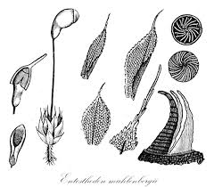 Attēlu rezultāti vaicājumam “Funariales”