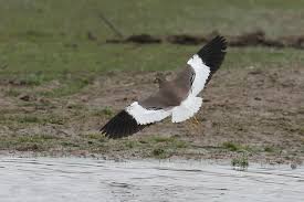 Image result for Vanellus leucurus