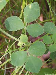 Attēlu rezultāti vaicājumam “Medicago lupulina”