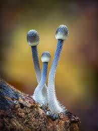 Attēlu rezultāti vaicājumam “Cribraria rufa macro”