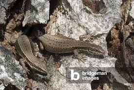 Attēlu rezultāti vaicājumam “Lacerta vivipara”