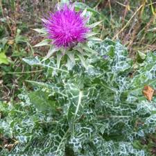 Image result for Silybum marianum