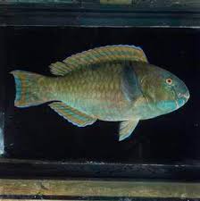 Image result for Chlorurus gibbus