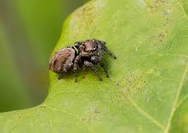 Attēlu rezultāti vaicājumam “Evarcha falcata male”