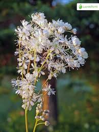 Attēlu rezultāti vaicājumam “Filipendula vulgaris fruit”