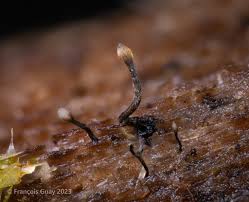 Attēlu rezultāti vaicājumam “Neocudoniella albiceps”