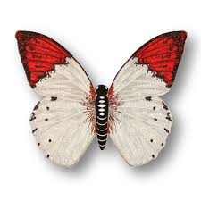 Attēlu rezultāti vaicājumam “Pieridae”