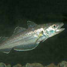 Image result for Merlangius merlangus