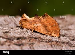 Attēlu rezultāti vaicājumam “Ptilodon capucina”